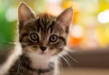 cats animals pets Art HD Wallpaper